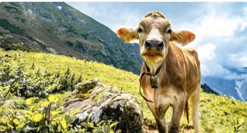 Ferienwohnung Weber Alpenglueck Lechbruck Bagian luar foto